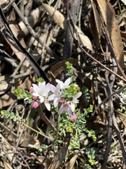 Philotheca verrucosa