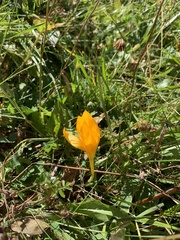 Crocus scharojanii