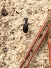 Cicindela abdominalis