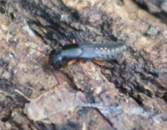 Dinothenarus badipes