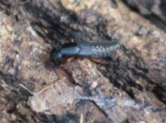 Dinothenarus badipes