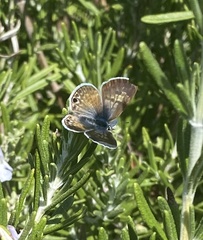 Leptotes marina