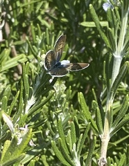 Leptotes marina