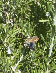 Leptotes marina