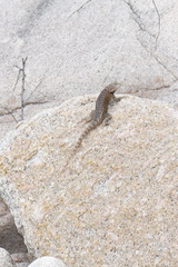 Sceloporus hunsakeri