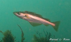 Pollachius pollachius