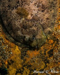 Zeugopterus punctatus