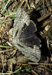 Catocala angusi