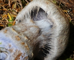Cortinarius cyanites