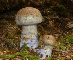 Cortinarius cyanites