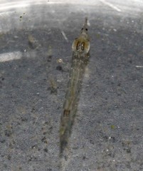 Chaoboridae