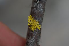 Vulpicida canadensis