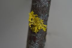 Vulpicida canadensis