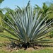 Agave tequilana - Photo (c) Stan Shebs,  זכויות יוצרים חלקיות (CC BY-SA)