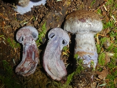 Cortinarius cyanites