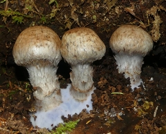 Cortinarius cyanites