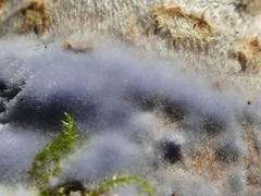 Cortinarius cyanites