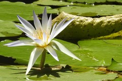 Nymphaea elegans