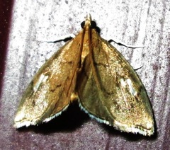 Perispasta caeculalis