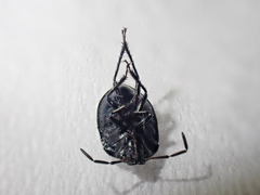 Sehirus cinctus albonotatus