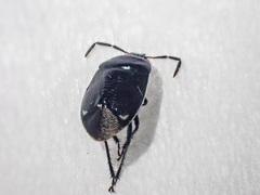 Sehirus cinctus albonotatus