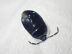 Sehirus cinctus albonotatus