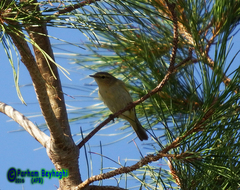 Phylloscopus trochilus