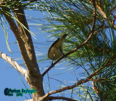 Phylloscopus trochilus
