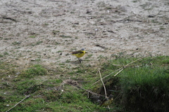 Motacilla flava flava