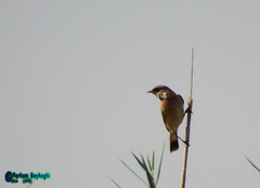 Saxicola maurus