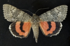 Catocala californica