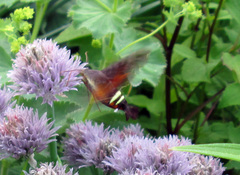 Amphion floridensis