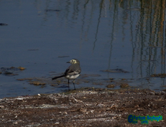 Motacilla alba