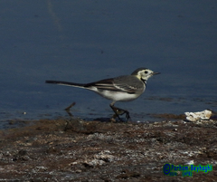 Motacilla alba