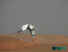Ardea alba