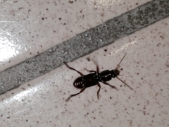 Stenomorphus