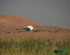 Ardea alba
