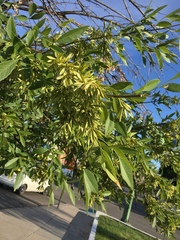 Fraxinus velutina