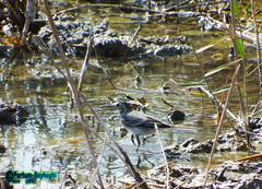 Motacilla alba