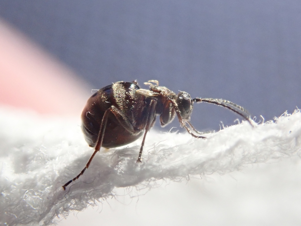 Gall Wasps on a plant