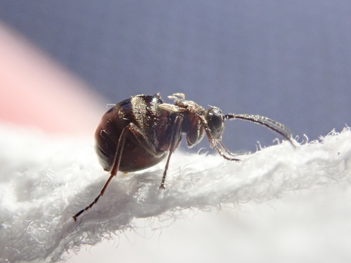 Jewel Oak Gall Wasp photo 3