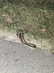Pituophis catenifer deserticola