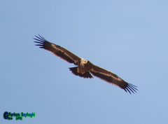 Aquila nipalensis