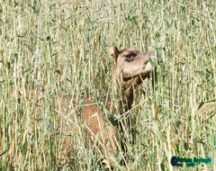 Camelus dromedarius
