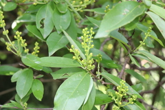 Bunchosia palmeri