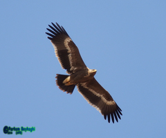 Aquila nipalensis
