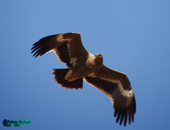 Aquila nipalensis