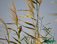 Phylloscopus trochilus