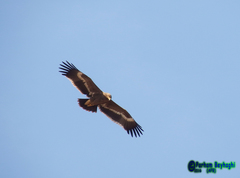 Aquila nipalensis