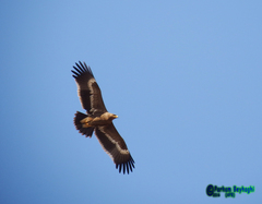 Aquila nipalensis